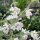 Silver Sage Artemis (Salvia argentea)