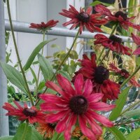 Black-eyed Susan Sahara (Rudbeckia hirta) seeds