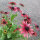 Black-eyed Susan Sahara (Rudbeckia hirta) seeds