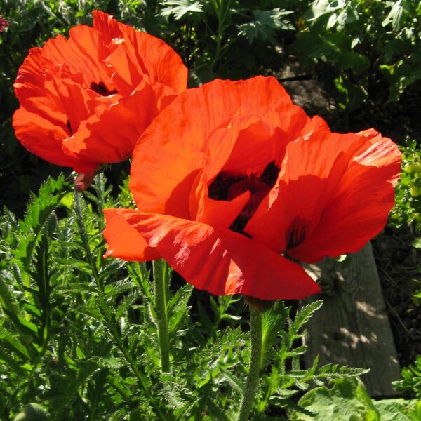 Oriental Poppy  Allegro (Papaver orientale) seeds