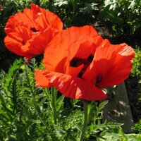 Oriental Poppy  Allegro (Papaver orientale) seeds