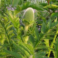 Oriental Poppy  Allegro (Papaver orientale) seeds