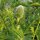 Oriental Poppy  Allegro (Papaver orientale) seeds