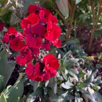 Common Wallflower Scarlet Emperor (Erysimum cheiri)