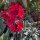 Common Wallflower Scarlet Emperor (Erysimum cheiri) seeds