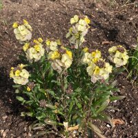 Common Wallflower Ivory White (Erysimum cheiri) seeds