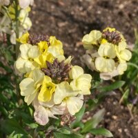 Common Wallflower Ivory White (Erysimum cheiri) seeds