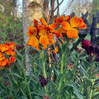 Common Wallflower Goliath Brown (Erysimum cheiri) seeds