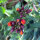 Common Wallflower Goliath Brown (Erysimum cheiri) seeds