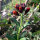 Common Wallflower Goliath Brown (Erysimum cheiri) seeds
