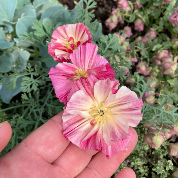 Californian Poppy Rose Chiffon (Eschscholzia californica) seeds