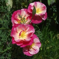 Californian Poppy Rose Chiffon (Eschscholzia californica)...