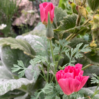 Californian Poppy Rose Chiffon (Eschscholzia californica)...