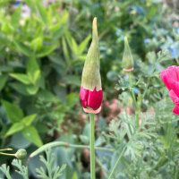 Californian Poppy Rose Chiffon (Eschscholzia californica) seeds