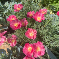 Californian Poppy Rose Chiffon (Eschscholzia californica) seeds