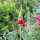 Californian Poppy Rose Chiffon (Eschscholzia californica) seeds