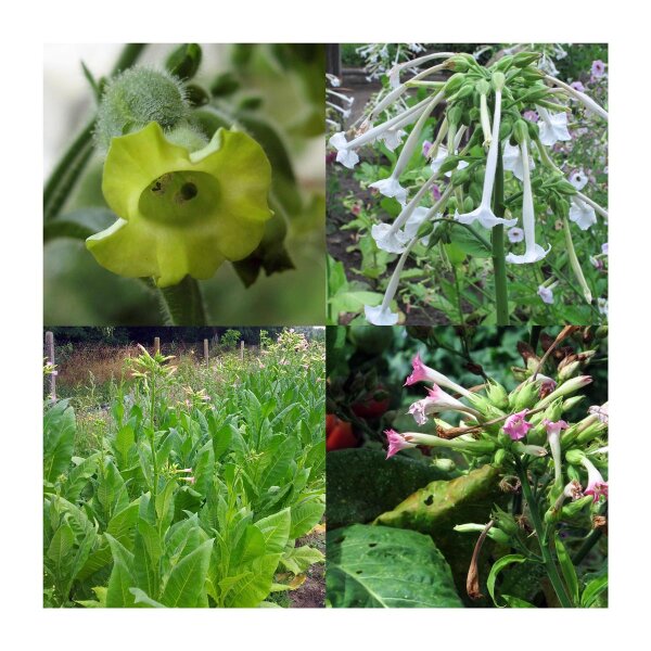 tobacco vanille alternative 6 Best Tobacco Vanille Alternatives: Bold & Smoky in 2026