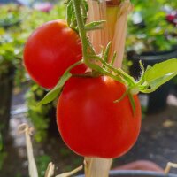 Tomato De Berao (Solanum lycopersicum) organic