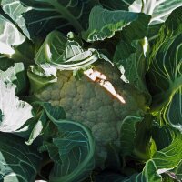 Cauliflower Neckar Pearl (Brassica oleracea var....