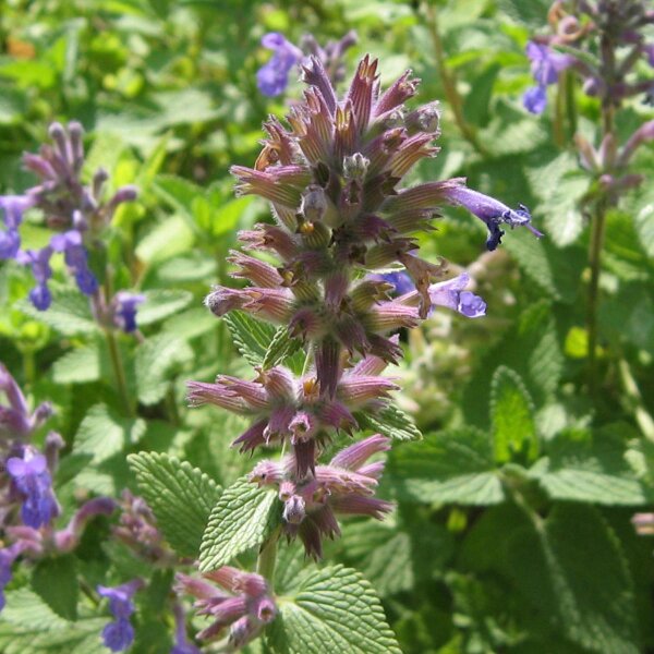 Catmint (Nepata cataria) organic seeds