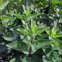 Catmint (Nepata cataria) organic seeds