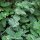 Catmint (Nepata cataria) organic seeds