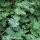 Catmint (Nepata cataria) organic seeds