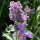 Catmint (Nepata cataria) organic seeds