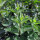 Catmint (Nepata cataria) organic seeds