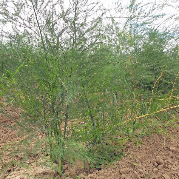 White Asparagus 'Ruhm von Braunschweig' (Asparagus officinalis) seeds