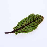 Bloody Dock/ Red Veined Sorrel (Rumex sanguineus) seeds