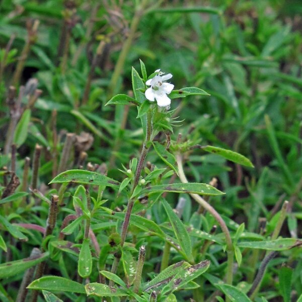 Summer Savory (Satureja hortensis) seeds