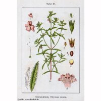 Summer Savory (Satureja hortensis) seeds