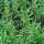 Summer Savory (Satureja hortensis) seeds