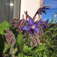 Borage (Borago officinalis) seeds