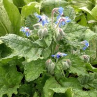 Borage (Borago officinalis) seeds