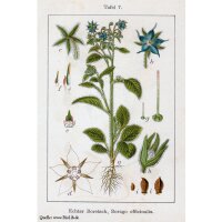 Borage (Borago officinalis) seeds