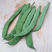 Snap Bean Pfaelzer Juni (Phaseolus vulgaris)