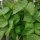 Snap Bean Pfaelzer Juni (Phaseolus vulgaris) seeds
