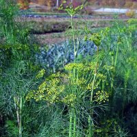 Dill (Anethum graveolens) seeds