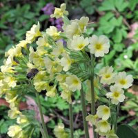 Common Cowslip (Primula veris) seeds