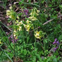 Common Cowslip (Primula veris) seeds