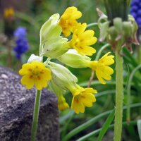 Common Cowslip (Primula veris) seeds