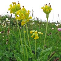 Common Cowslip (Primula veris) seeds