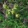 Common Cowslip (Primula veris) seeds