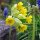 Common Cowslip (Primula veris) seeds