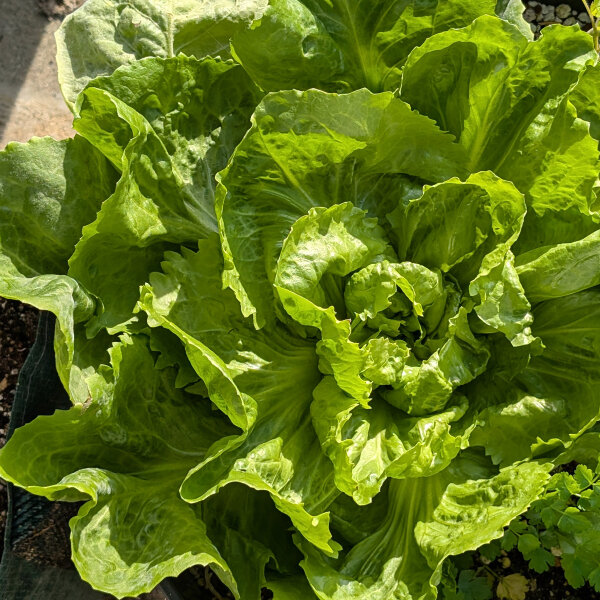 Endive Green Escarole (Cichorium endivia) seeds