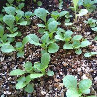 Lambs Lettuce Dark Green Full Heart (Valerianella locusta) seeds