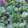 Lambs Lettuce Dark Green Full Heart (Valerianella locusta) seeds