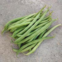 Dwarf Bush Bean Delinel (Phaseolus vulgaris) seeds